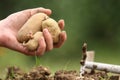 Sowing potatoes