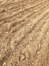 Sowing potatoes in terracing farm in hilly area of Himachal pradesh, India Royalty Free Stock Photo