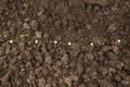 Sowing in the processed soil Royalty Free Stock Photo