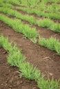 Sowing rank, Chickling, Chickling vetch young plants Royalty Free Stock Photo