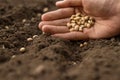Sowing a seed of flower and vegetable Royalty Free Stock Photo