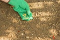 Sowing seeds of cayenne peppers