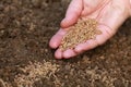 Sowing seeds in a garden