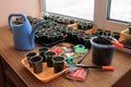 Sowing seeds of tomato and pepper for seedling with use garden tools. Closeup.