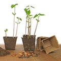 Sowing of sprouted bean seeds in peat pot Royalty Free Stock Photo