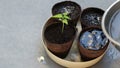 Watering Young Papaya Plant and Freshly Sown Papaya Seeds in Pots