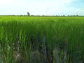 After sowing, well-grown crop trees and beautiful surroundings.