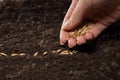 Sowing wheat Royalty Free Stock Photo