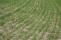 Sowing of winter crops. The growth of winter crops in the field Royalty Free Stock Photo