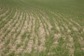 Sowing of winter crops. The growth of winter crops in the field Royalty Free Stock Photo