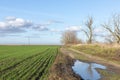 Sowing of winter crops. The growth of winter crops in the field. Royalty Free Stock Photo