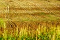 Sown field Royalty Free Stock Photo