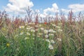 Sown field edge with wildflowers Royalty Free Stock Photo