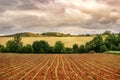 Sown field of small sunflowers with cloudy sky at sunset