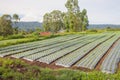 Sown onions plants in converging long rows on the field. It`s a sunny day in the summer season. Royalty Free Stock Photo