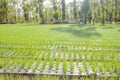 Sown onions plants in converging long rows on the field. It`s a sunny day in the summer season. Royalty Free Stock Photo