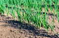 Sown onions plants growing in long rows from close Royalty Free Stock Photo