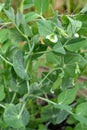 Sown peas Pisum sativum L.. Young fruits and flowers Royalty Free Stock Photo