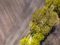 Sown potatoe field aerial