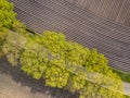 Sown potatoe field aerial