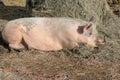 :Hog sow sleeps near hay bale Royalty Free Stock Photo