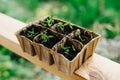 Sown tomatoes in cardboard peas with peat content