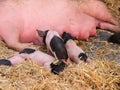 Sows in lactation, suckling pig Royalty Free Stock Photo
