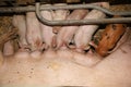 Pig sows lay in a metal cage at an industrial animal farm Royalty Free Stock Photo