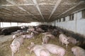 Sows in stable at an industrial animal farm Royalty Free Stock Photo