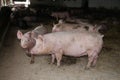 Sows living in stable at an industrial animal farm Royalty Free Stock Photo