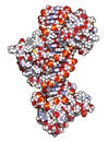 Sox2 (HMG domain) and Oct-1 (POU domain) transcription factors, bound to DNA. 3D rendering based on protein data bank entry 1gt0