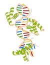 Sox2 (HMG domain) and Oct-1 (POU domain) transcription factors, bound to DNA. 3D rendering based on protein data bank entry 1gt0