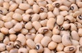 Soy beabs background Royalty Free Stock Photo