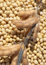 Soy bean after harvest Royalty Free Stock Photo