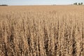 Soy bean harvest time Royalty Free Stock Photo