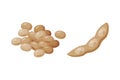 Soy Bean Pile and Dry Pod as Natural and Organic Product of Soybean Plant Vector Set
