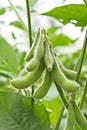 Soy bean plant Royalty Free Stock Photo