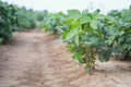 Soy bean plant Royalty Free Stock Photo