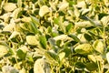 Soy Bean Plant Field Royalty Free Stock Photo