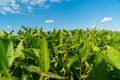 Soy bean plant in sunny field. Green growing soybeans. Soybean close up on blue sky background Royalty Free Stock Photo