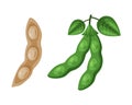Soy Bean Pod as Natural and Organic Product of Soybean Plant Vector Set Royalty Free Stock Photo