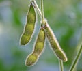 Soy bean pods Royalty Free Stock Photo