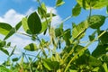 Soy bean pods on stalks. Soy pods on a soybean plantation. Organic food production and cultivation Royalty Free Stock Photo