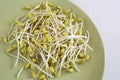 Soy bean sprouts Royalty Free Stock Photo