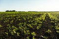 Soy bean sprouts grows on a field. Young soybean plants. Soy field with sunset sun. Growing soy. Agricultural process Royalty Free Stock Photo