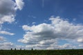 Soy beans cultivated field in sunny day with blue cloudy sky Royalty Free Stock Photo