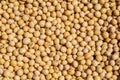 Soy beans harvested in Tocantins, Brazil. Royalty Free Stock Photo