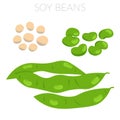 Soy beans illustration dried beans edamame premature beans and beans in pods