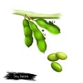 Soy beans isolated on white. Glycine max, commonly known as soybean, species of legume grown for edible bean. Digital art