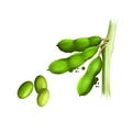 Soy beans isolated on white. Glycine max, commonly known as soybean, species of legume grown for edible bean. Digital art